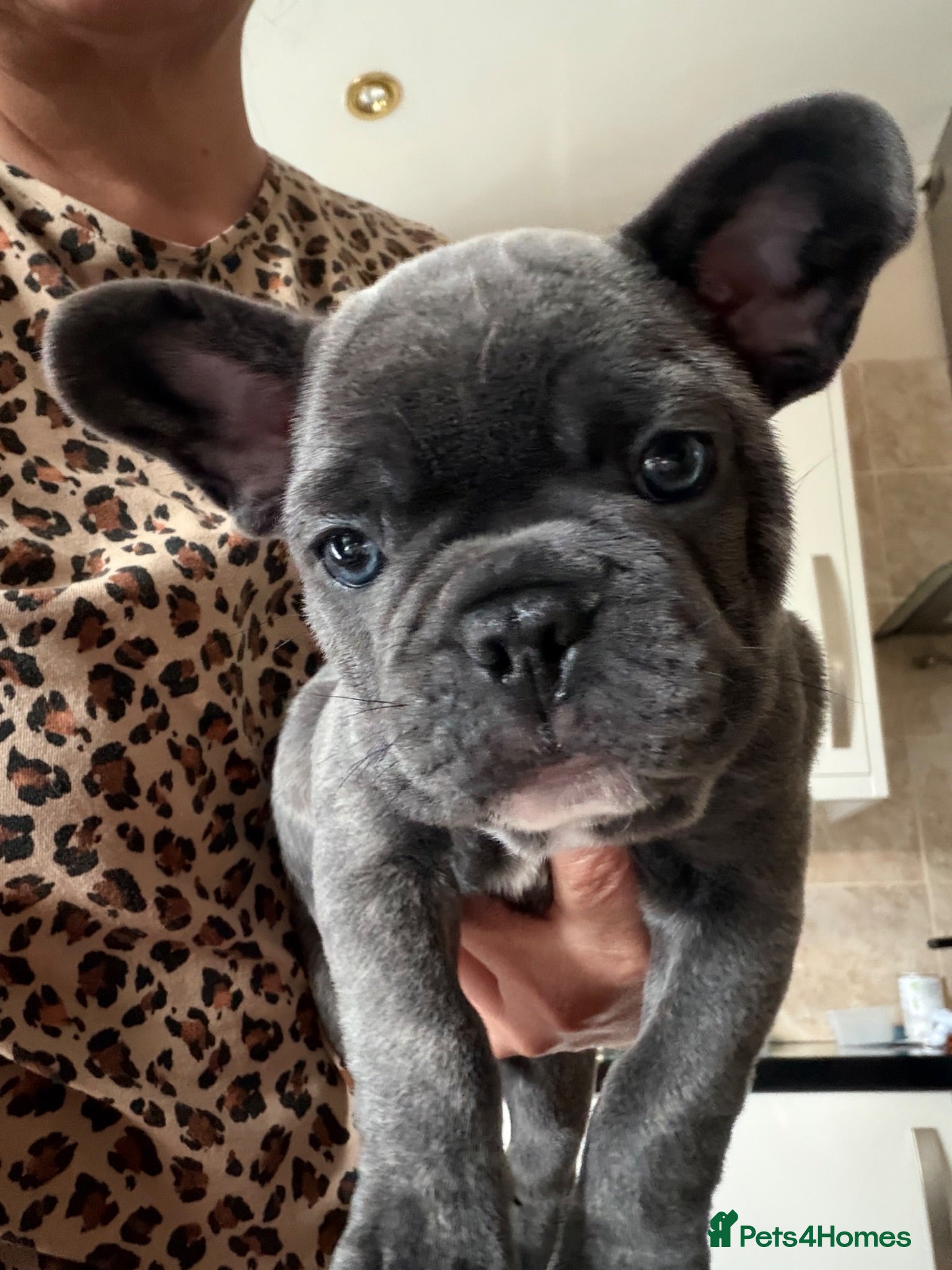 French Bulldog dogs Pure French bulldog male  - Advert 5