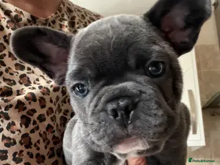 French Bulldog dogs Pure French bulldog male - Advert 5