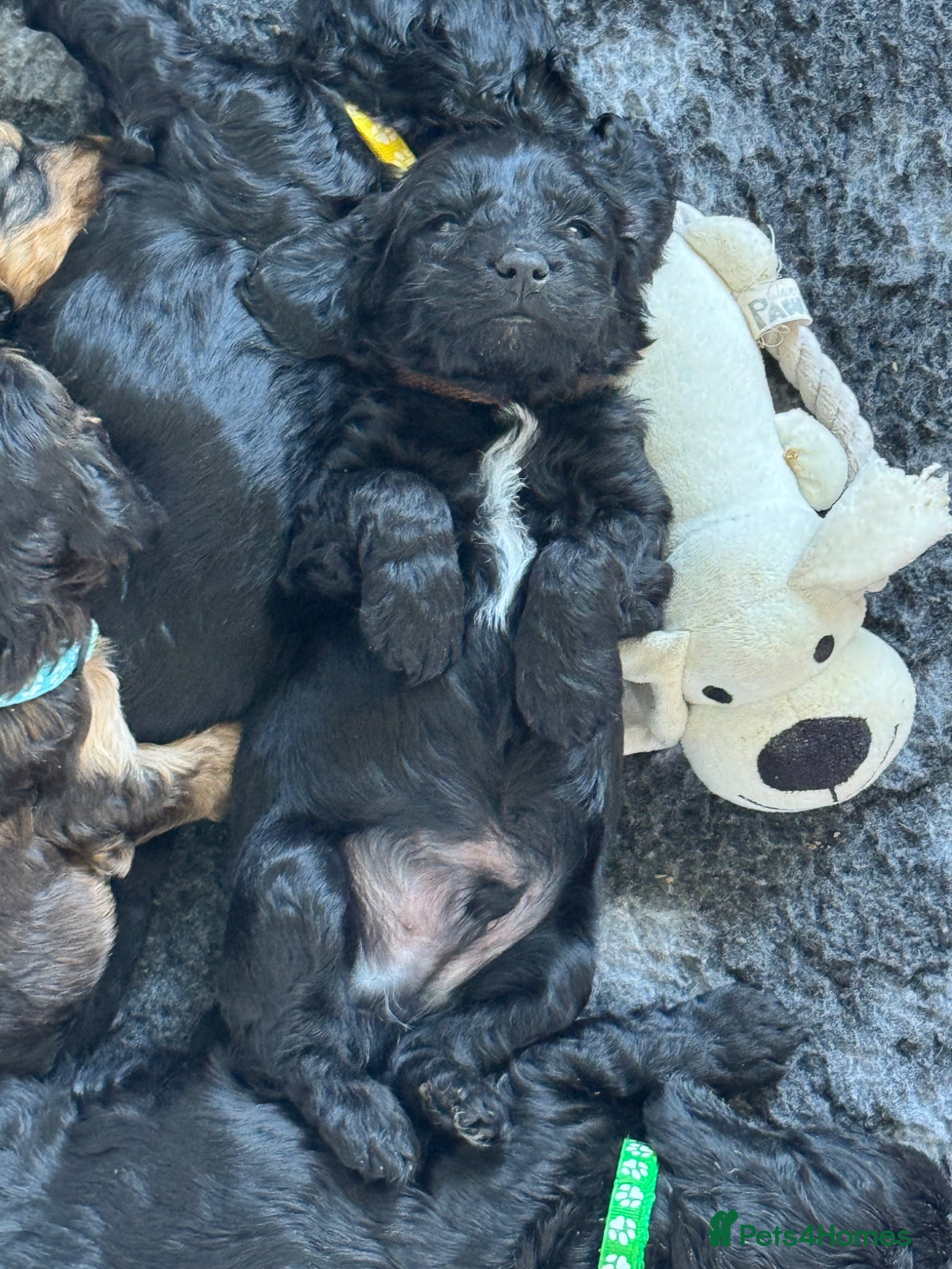 Cockapoo dogs F1 Cockapoo Puppies - Advert 16