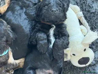 Cockapoo dogs F1 Cockapoo Puppies - Advert 16