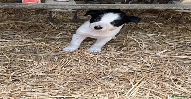 Border Collie dogs - Advert 10