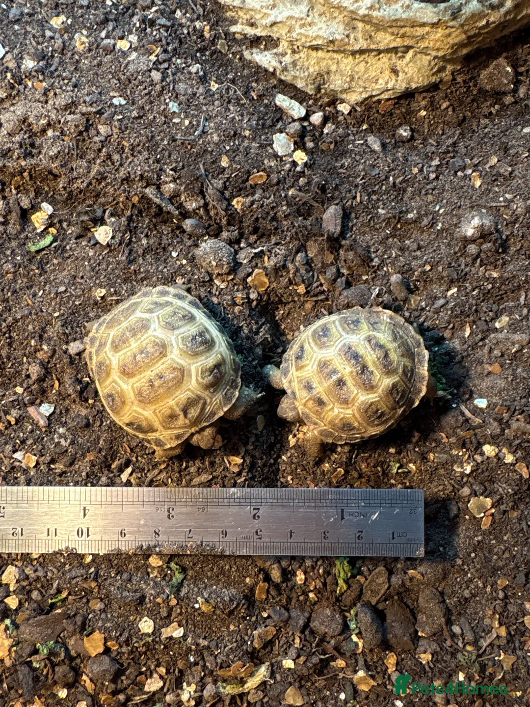 Tortoise reptiles for sale: Horsefield Tortoise Hatchlings  in Clacton-on-Sea - Advert 2