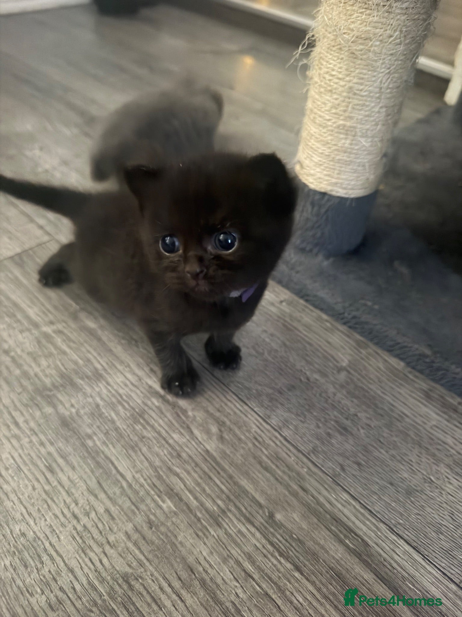 Mixed Breed cats British shorthair kittens - Advert 18