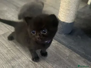 Mixed Breed cats British shorthair kittens - Advert 18