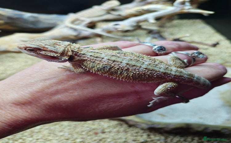 Bearded Dragon reptiles Bearded dragon babies  - Advert 1