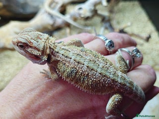 Bearded Dragon reptiles Bearded dragon babies - Advert 1