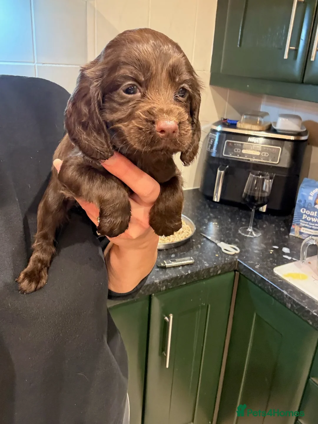 Cocker Spaniel dogs for sale: Working cocker spaniels. Fantastic pedigree  - Advert 5