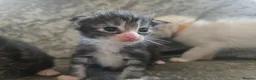 Maine Coon cats for sale: Maine Coon x Ragdoll - Advert 8