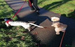 Cockapoo dogs for adoption: 💙🐶 BOBBY 🐶💙 - Advert 27