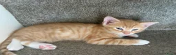 Mixed Breed cats for sale: Little of three kittens  - Advert 5