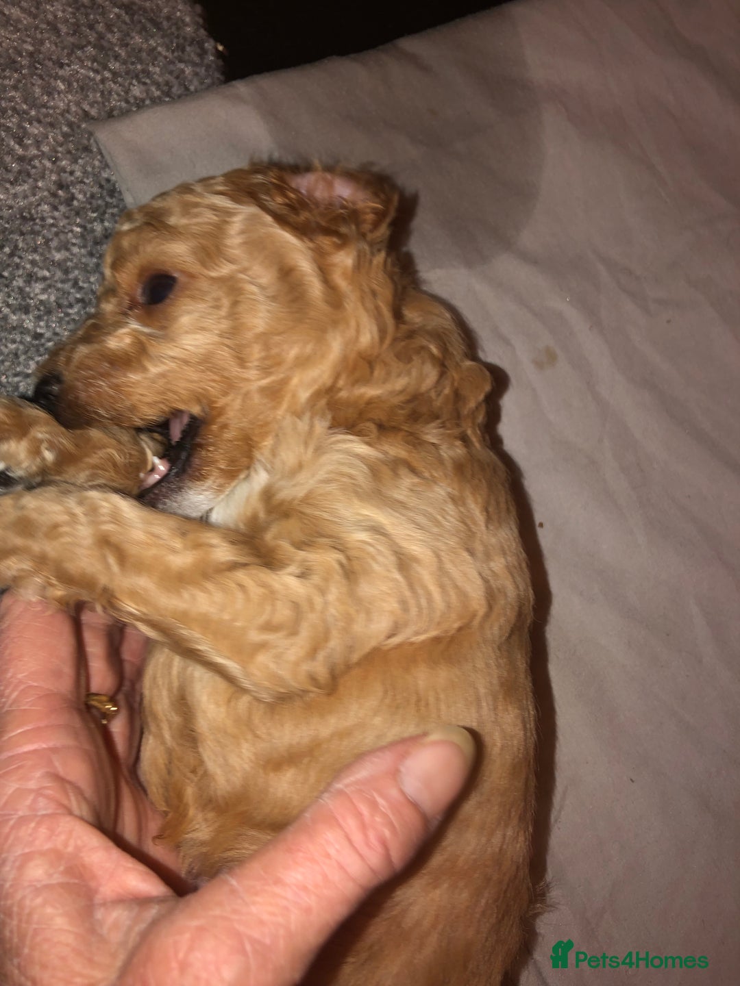 Cockapoo dogs for sale: Cockapoo puppies  - Advert 14