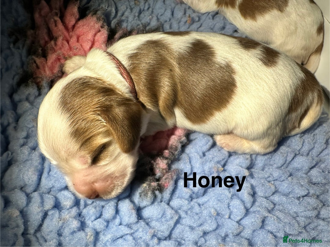 Cocker Spaniel dogs for sale: KC Chocolate & Tan Show Cocker Spaniel  - Image 6