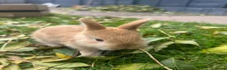 Netherland Dwarf rabbits for sale: 5 Netherland Dwarfs Baby Rabbits (3 weeks old)  in Birmingham - Advert 1