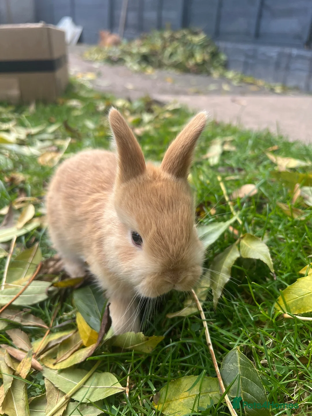 Netherland Dwarf rabbits for sale: 5 Netherland Dwarfs Baby Rabbits (3 weeks old)  in Birmingham - Advert 1