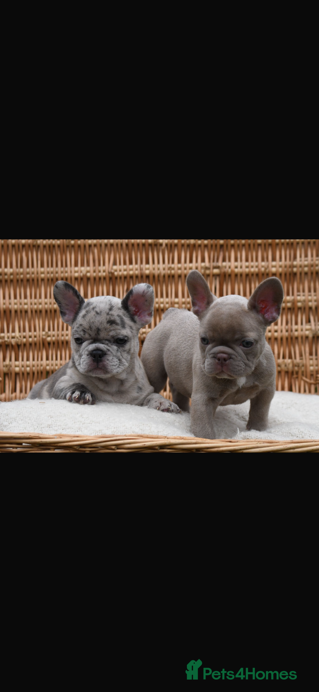 French Bulldog dogs for sale: Beautiful litter of 8 French bulldog puppies - Image 23