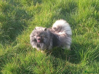 Pomeranian dogs - Advert 2