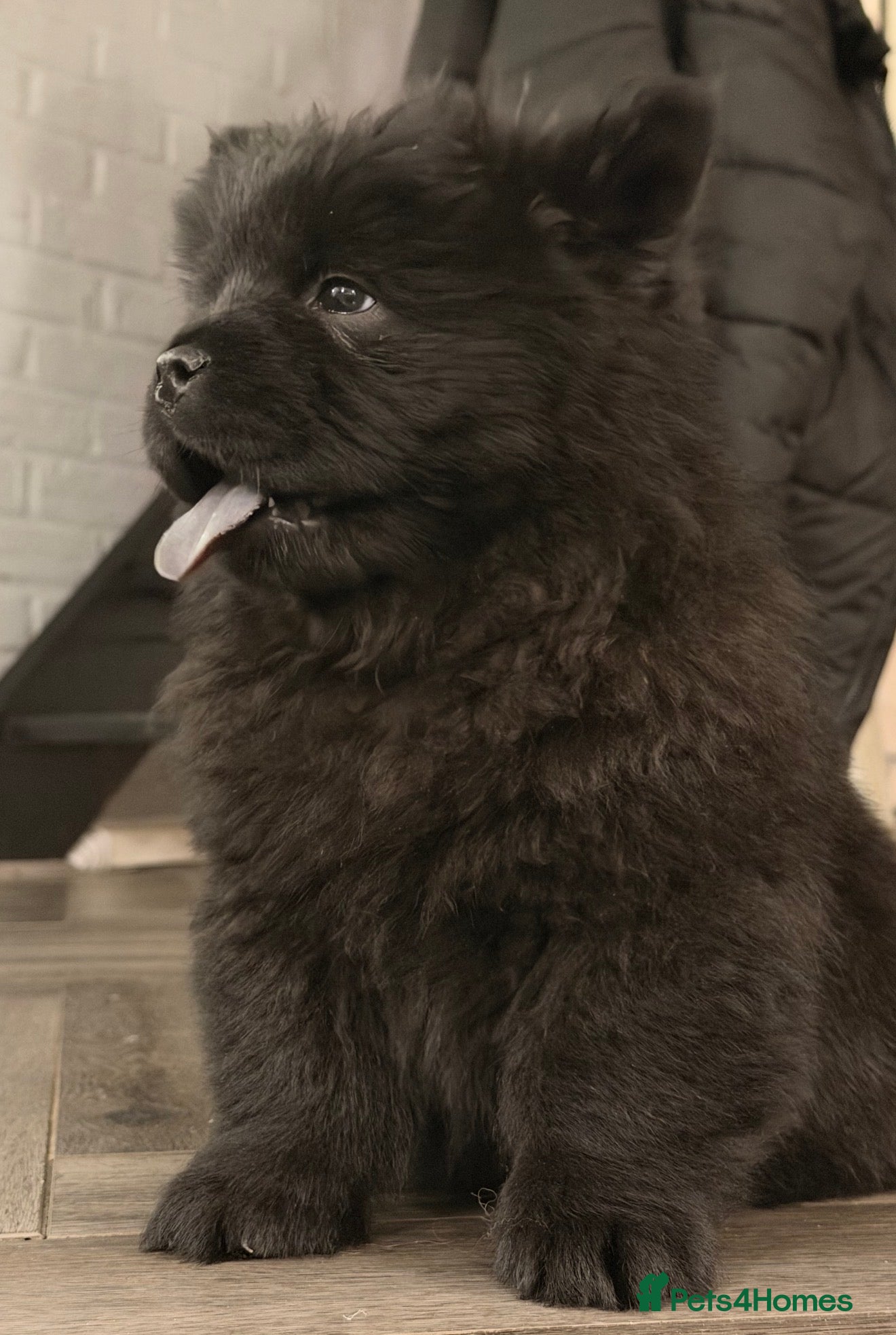 Chow Chow dogs Last little guy 💙 - Advert 5