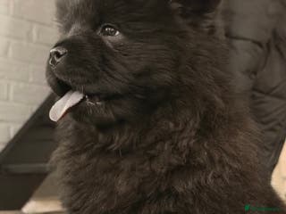 Chow Chow dogs Last little guy 💙 - Advert 6