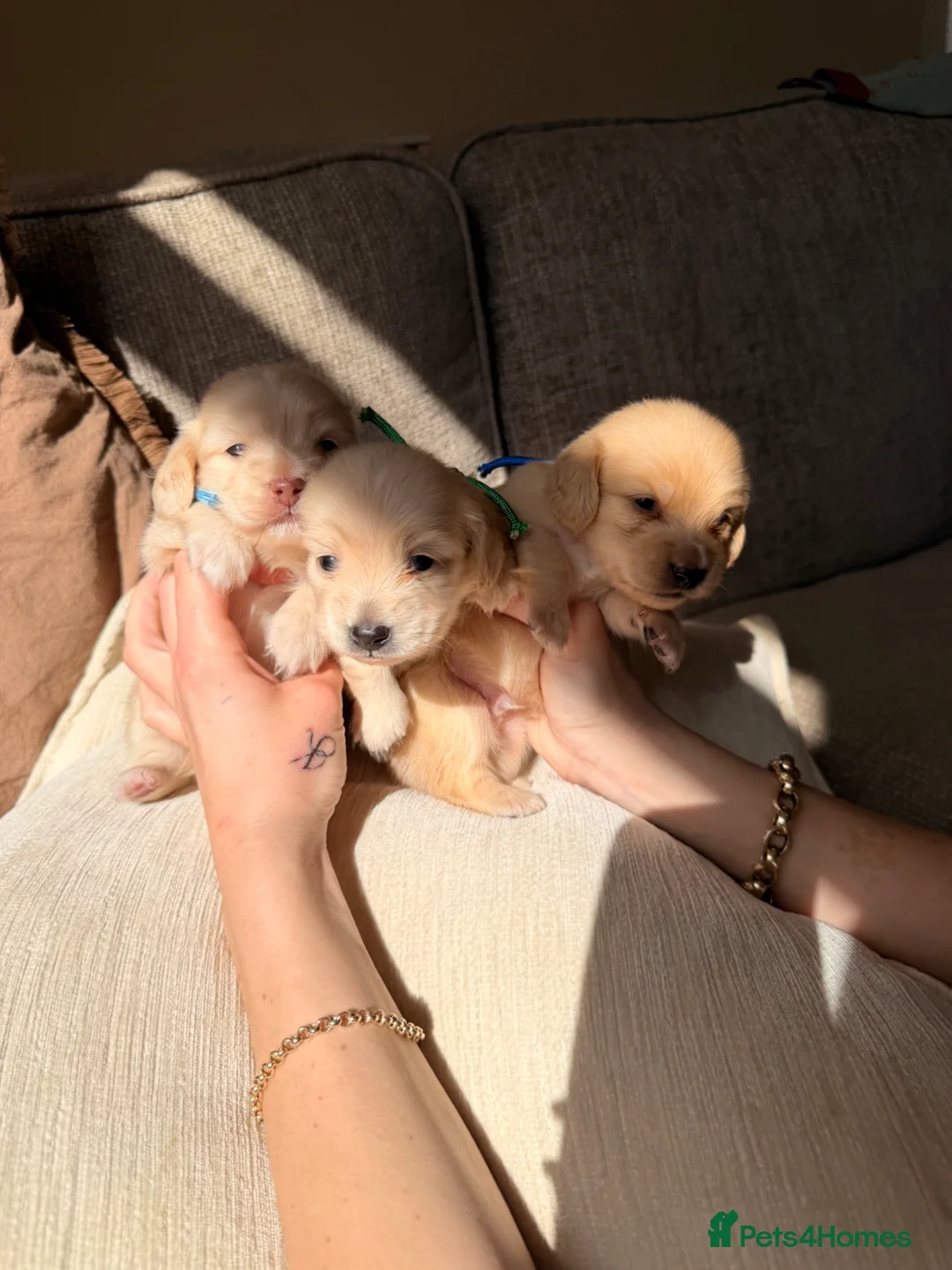 Miniature Dachshund dogs for sale: Long Haired EEII CREAM Miniature Dachshunds  - Advert 1