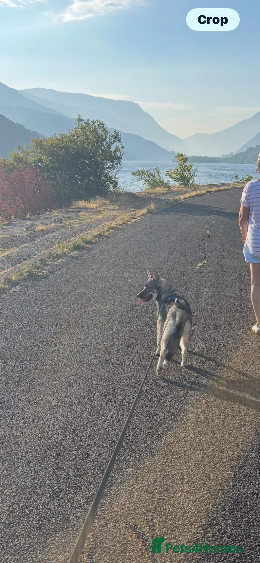 Siberian Husky dogs for sale: REHOMING!  in Bangor - Advert 2