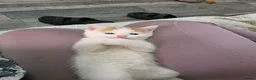 Mixed Breed cats for sale: Kittens looking for new home in Leigh - Advert 26