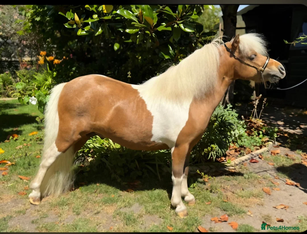 Miniature horses for sale: Reg American Miniature Horse Filly - Advert 10