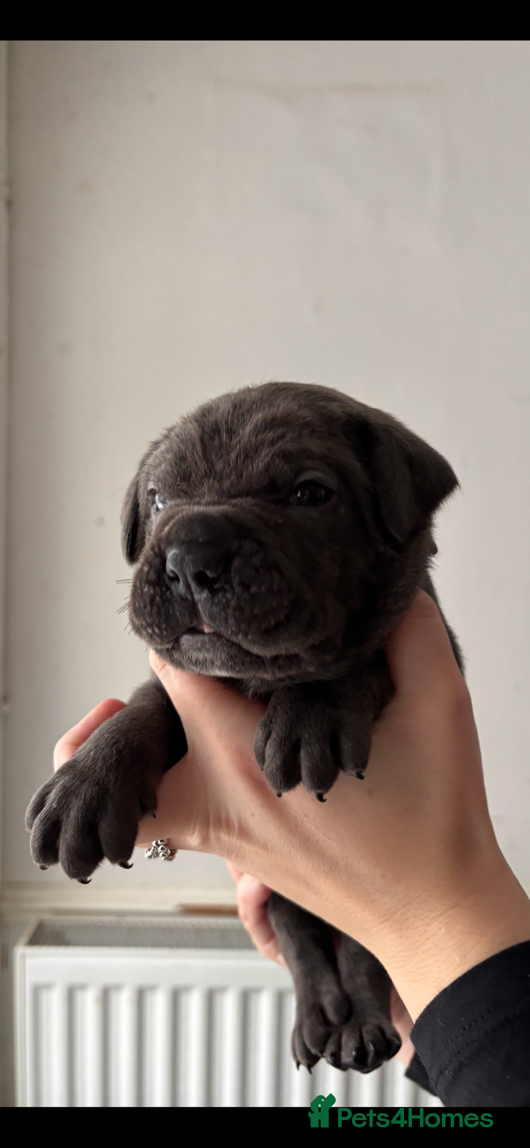 Cane Corso dogs for sale: 🐾‼️💕LAST GIRL💕‼️🐾 - Advert 15