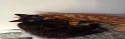 Mixed Breed cats for sale: Loving Mother Cat & Beautiful Kittens for sale - Advert 4