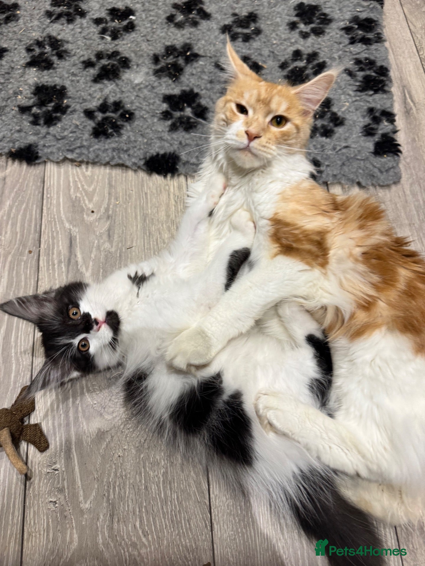 Maine Coon cats Maine coon 3/4  - Advert 6