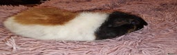Guinea Pig rodents for sale: 5 beautiful gineapigs 4 boys 1 girl available now - Advert 9