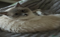 Ragdoll cats for stud: Beautiful Ragdolls ready for a date - Image 2