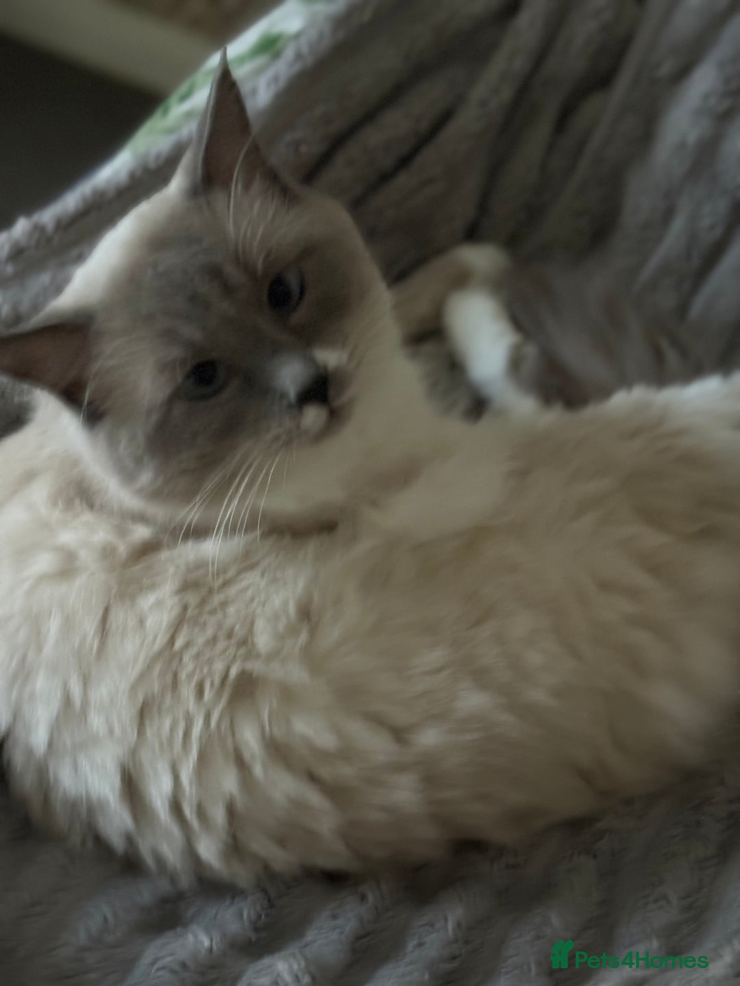 Ragdoll cats for stud: Beautiful Ragdolls ready for a date - Image 2