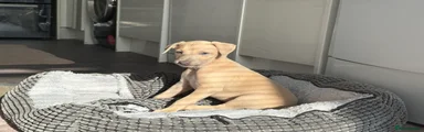 Champagne beige female 