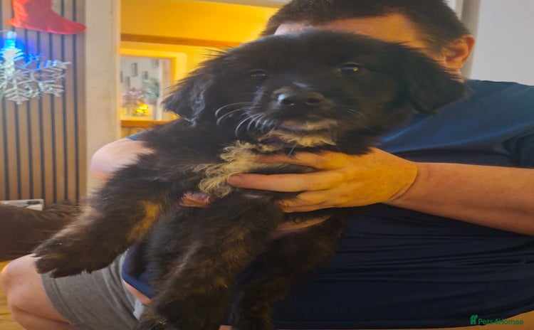 Mixed Breed dogs Last f1 border retriver boy pup  - Advert 2