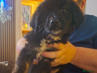 Mixed Breed dogs Last f1 border retriver boy pup - Advert 1