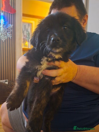 Mixed Breed dogs Last f1 border retriver boy pup - Advert 2