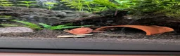 Other/Mixed Breed fish for sale: Tropical fish  - Advert 4