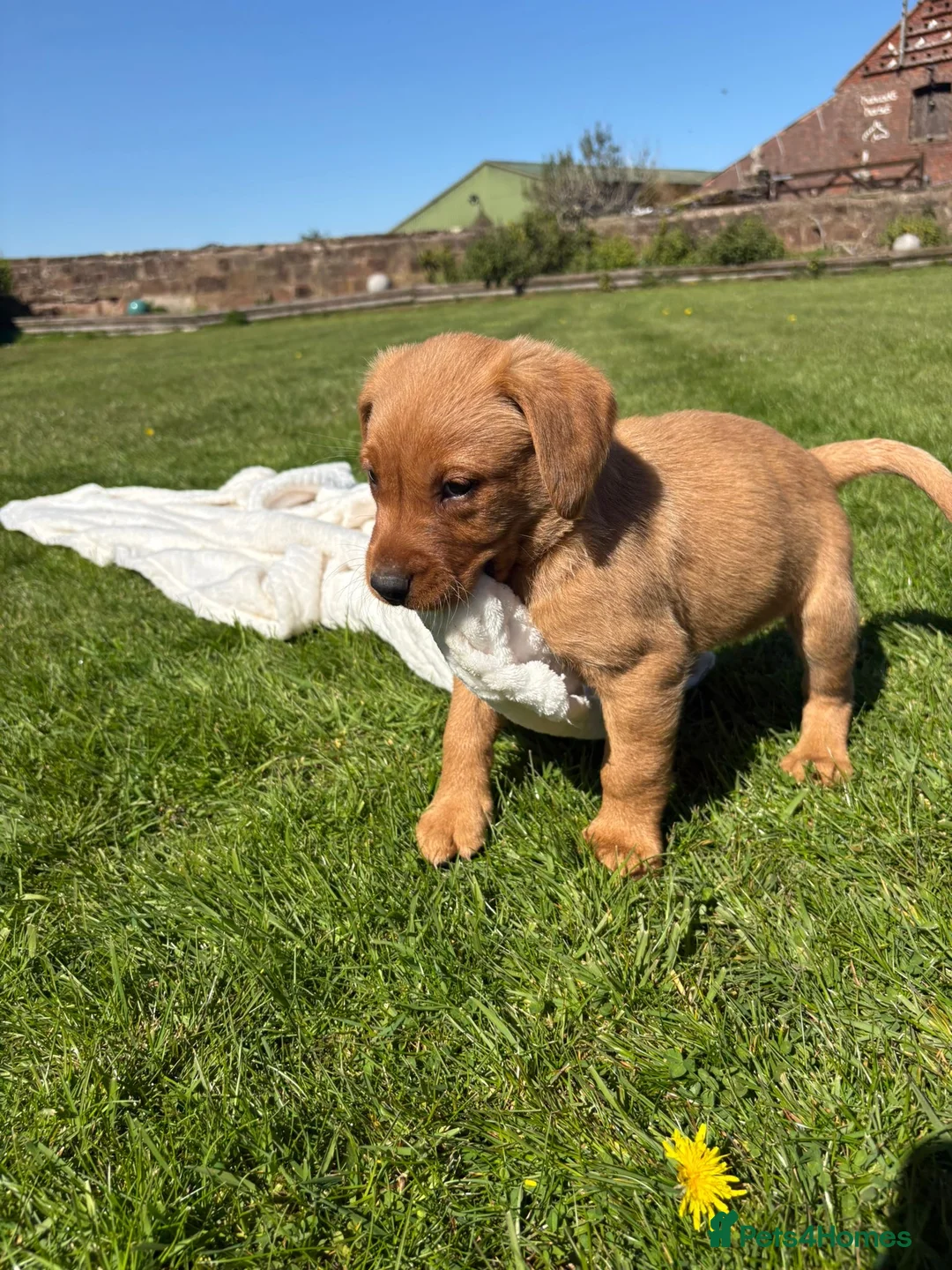 Labrador Retriever dogs for sale: Kc registered health tested Labrador puppy’s  - Advert 1
