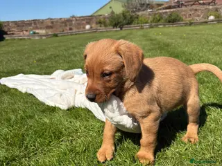 Labrador Retriever dogs Kc registered health tested Labrador puppy’s - Advert 14