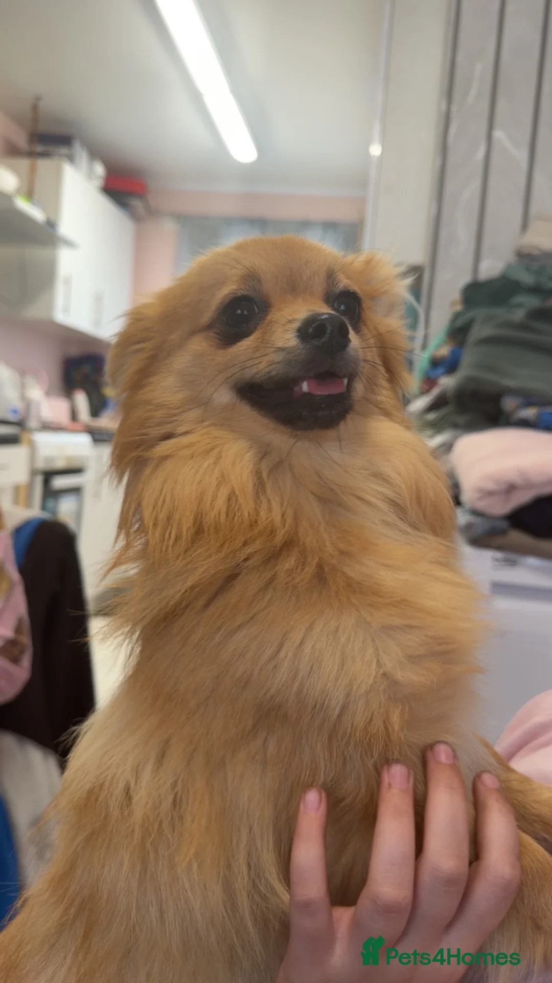 Pomchi dogs for sale: 10 month old pomchi in Newcastle upon Tyne - Advert 2