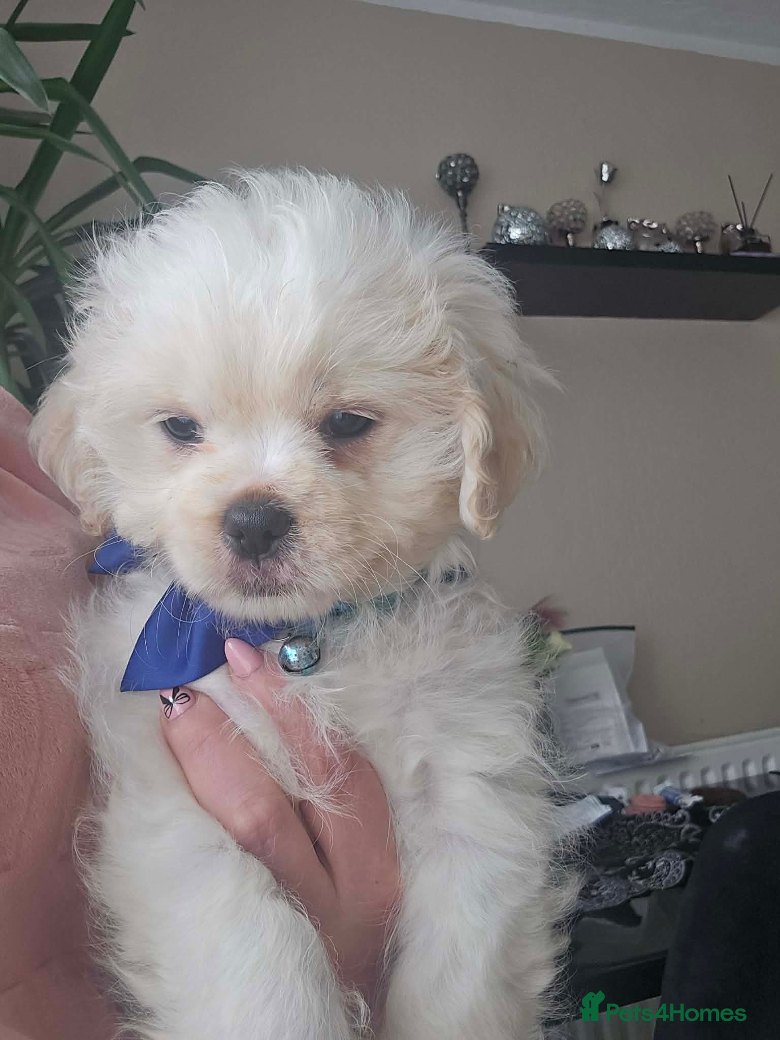 Shihpoo dogs Last little fluff boy available ❤️❤️❤️❤️❤️ - Advert 3