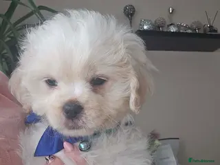 Shihpoo dogs Last little fluff boy available ❤️❤️❤️❤️❤️ - Advert 3