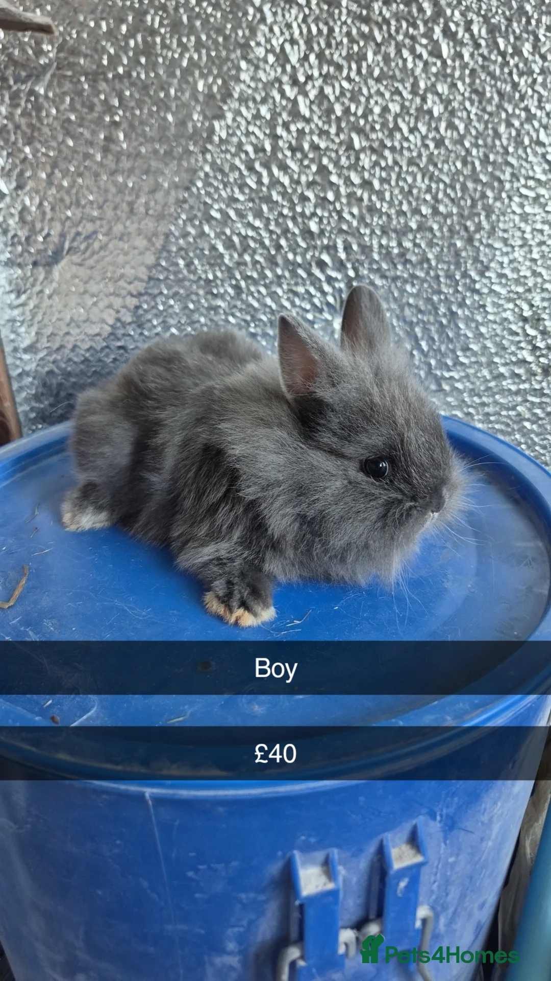 Lionhead rabbits for sale: Lionhead Baby Rabbits 8 weeks (Friendly) - Advert 2