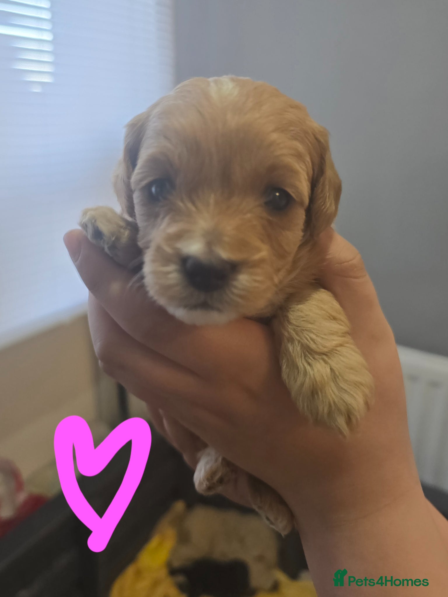 Mixed Breed dogs for sale: Toy poodle x Mini Poodle in Sheffield - Advert 8