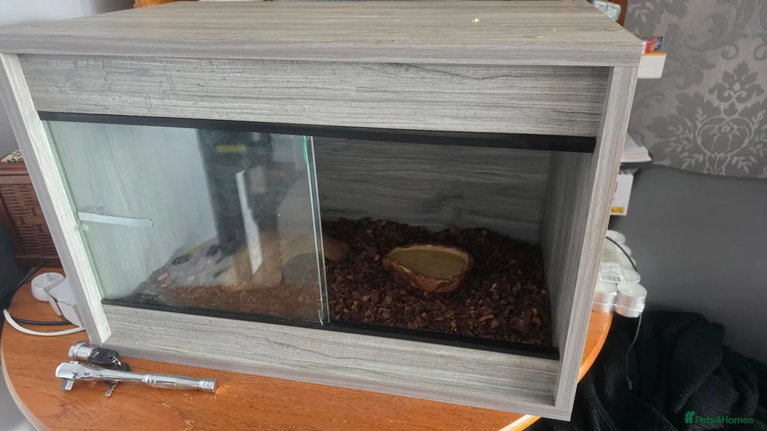 Snake reptiles for sale: Hognose Snake in Basildon - Advert 5