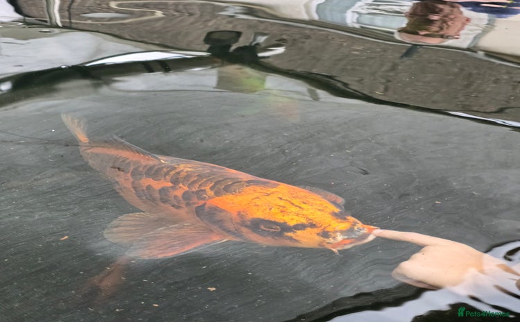 Koi Carp fish - Advert 3