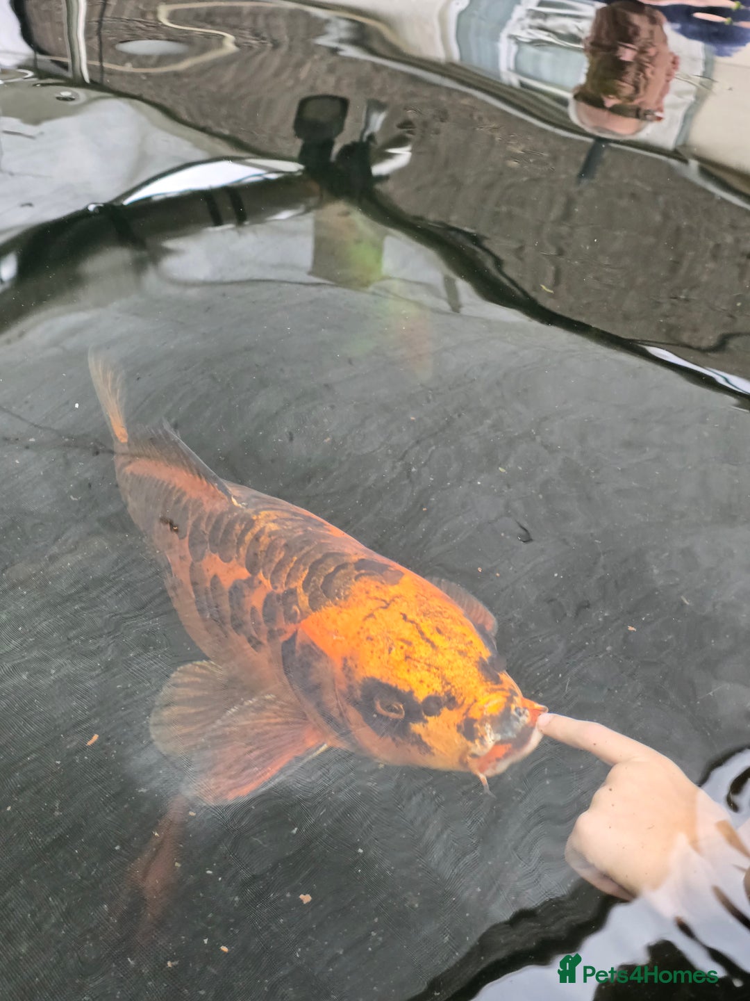Koi Carp fish for sale: Various large carp available - Pond Closure  - Image 1