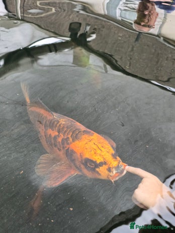 Koi Carp fish - Advert 7