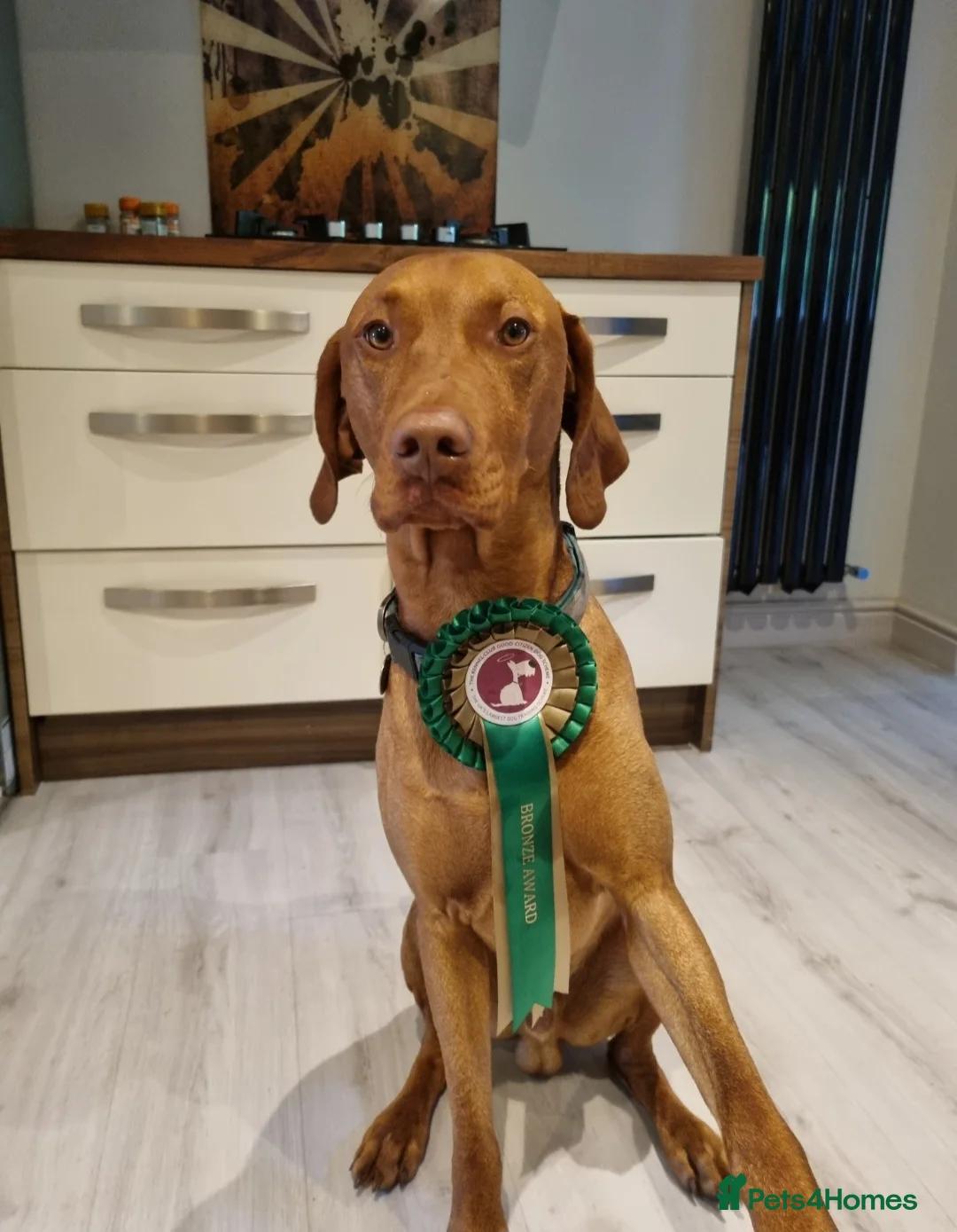 Hungarian Vizsla dogs for stud: Rummy the Vizsla- Available for Stud FREE!! in Middlesbrough - Advert 6