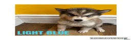 Utonagan dogs for sale: Husky x Malamute puppies - Advert 5